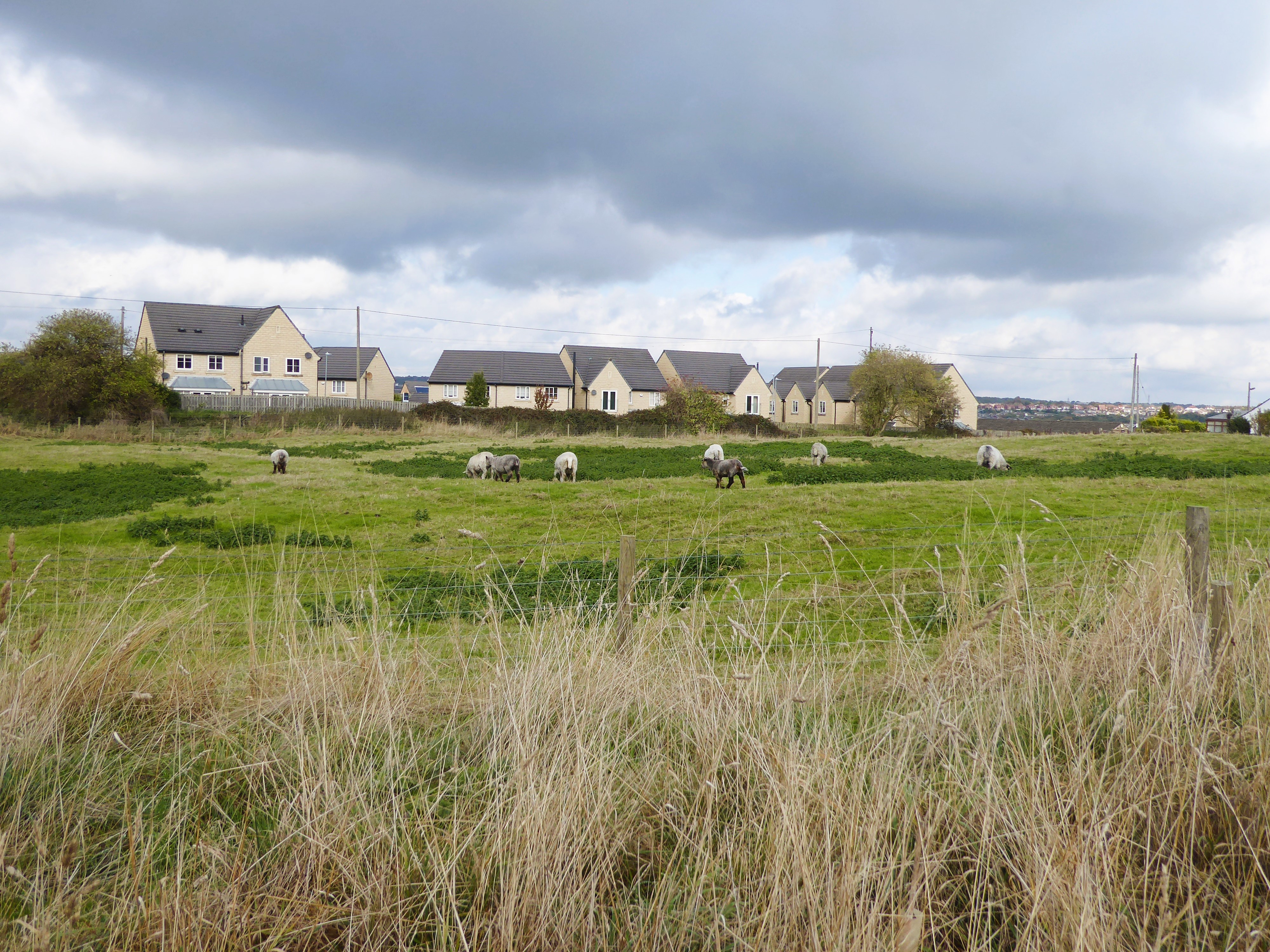 Beitemark landskap