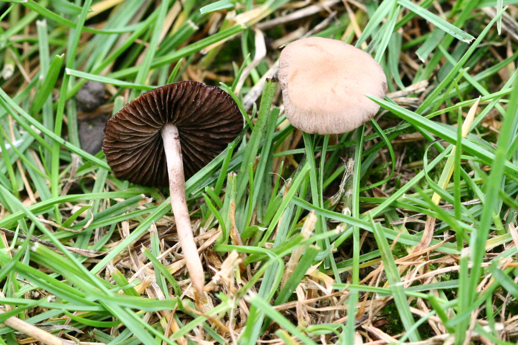 Slåttesopp (Panaeolus foenisecii)
